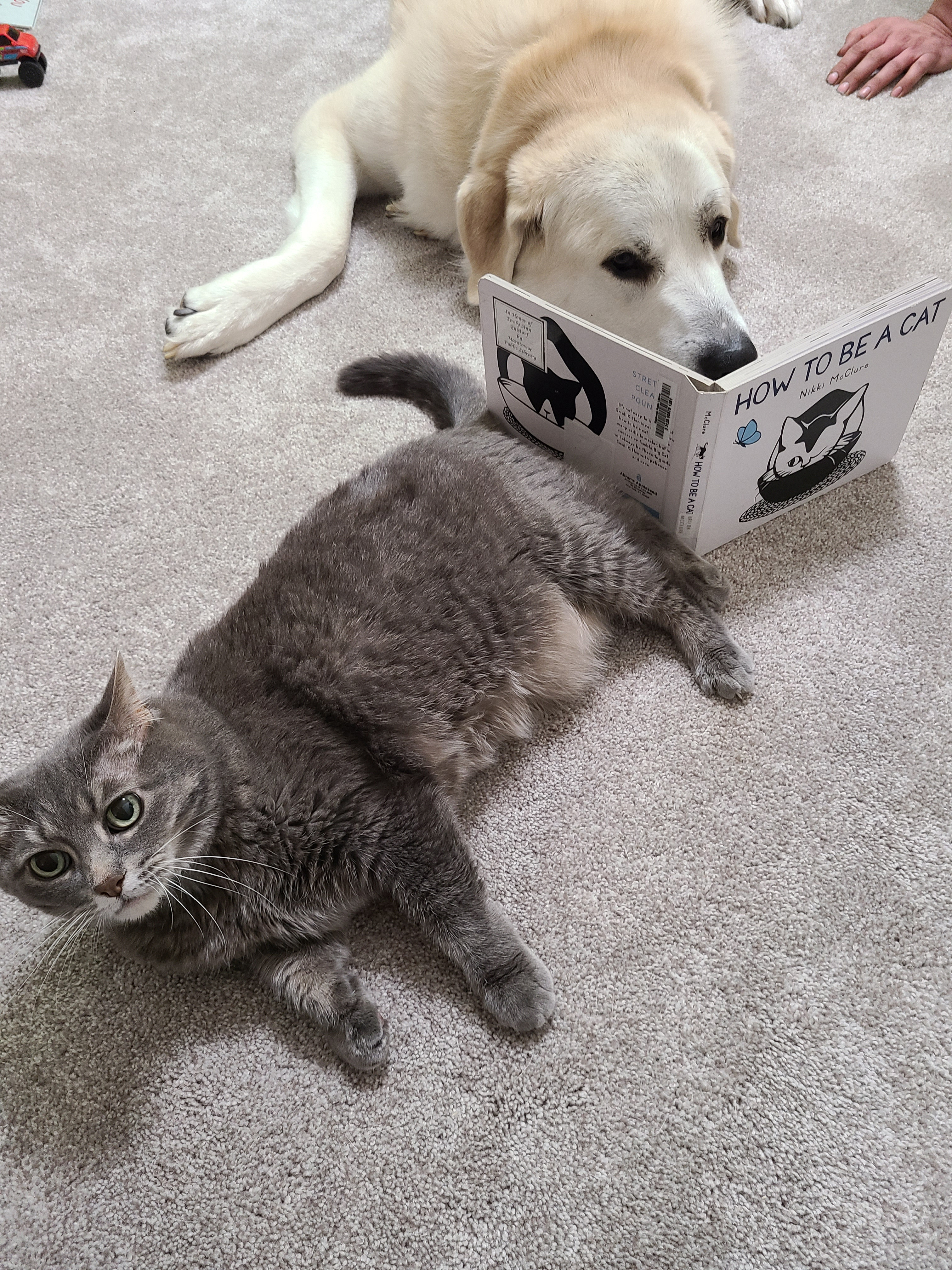 Dog reading "How to be a cat" with actual cat