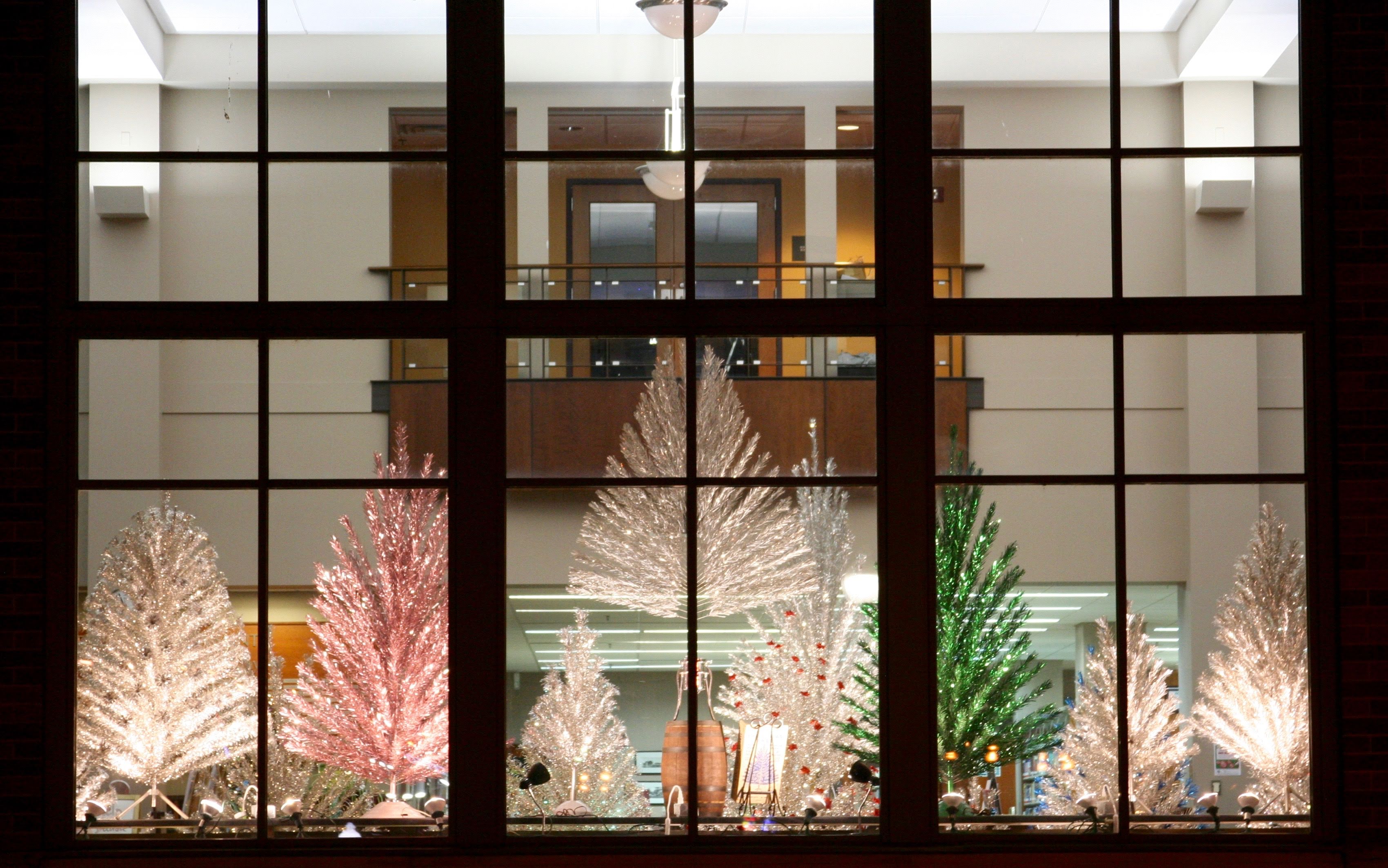 Evergleam trees through library window