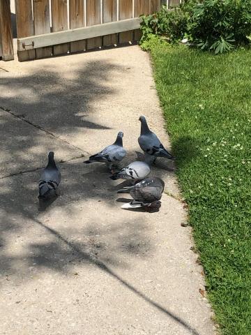 Photo of five pigeons