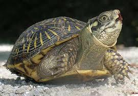 Box Turtle
