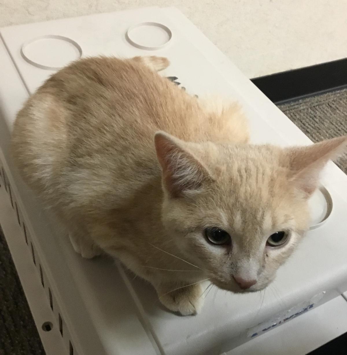 Photo of a cat on a travel carrier